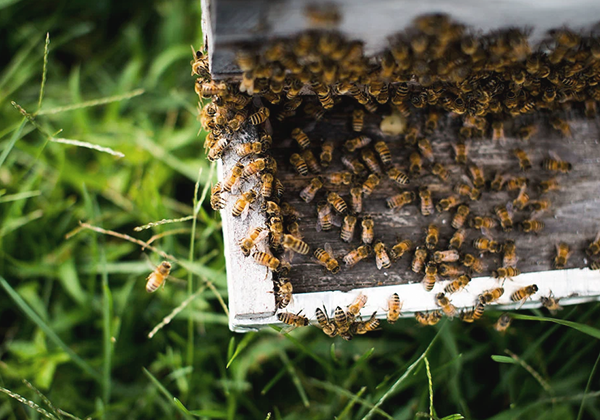 Honey Bee Image 1