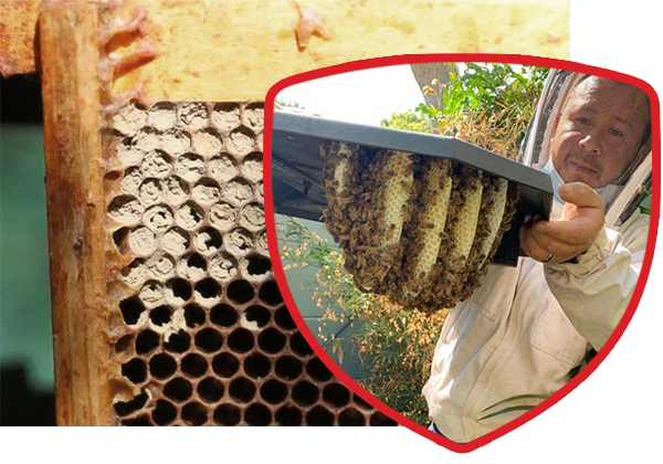Honey Bee Shield